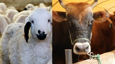 O desteği kaçıranlara ikinci şans! Başvurular başladı