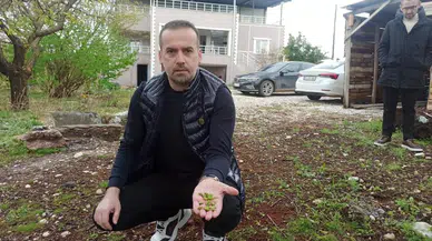 Kayısıyı dolu vurdu