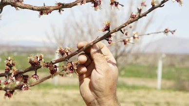Komşuda donan kayısılara hasar tespit çalışmaları başladı