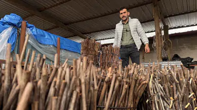 Üzüm fidelerinde önemli artış