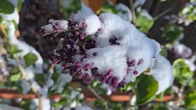 Ceviz ağaçları da soğuktan etkilendi