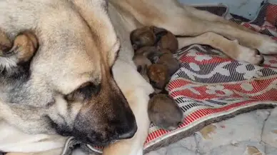 Kangal köpeğinin annelik merhameti