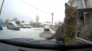 Tüm sevimliliği ısınmak için