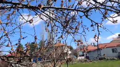 Sivas'ta kayısı ağaçları soğuğa teslim oldu