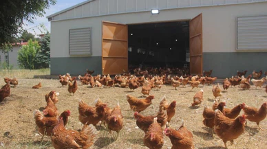 Yumurta üretiminde azalma