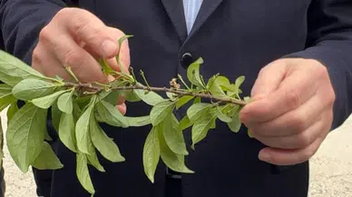 Zirai don için hasar tesbiti