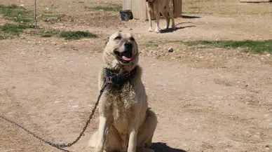Kangallar Sivas'ın ani hava değişimlerinden depresyonda