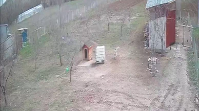 Tilki tavukları gözüne kestirdi ama... Kangal bakın ne yaptı