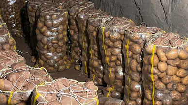 Sivas’a da tohumluk patates sevkiyatı başladı