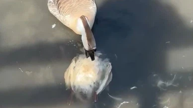 Felaket büyüyor: Balıktan sonra kazlar da...