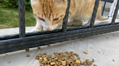 Sivas’ta hayvanseverlik hareketi