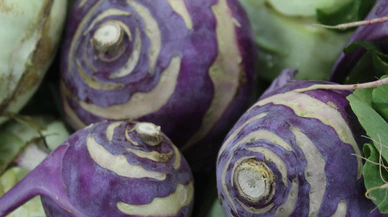 Şifa deposu: Sivas'ın alabaş turpuyla tanışın