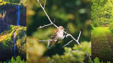 O güzellikler yok olmasın! Valilik uyardı