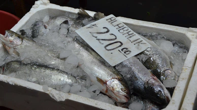 Balık sezonu kapandı tezgâhlarda artık çiftlik balığı var
