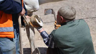 Bu bıçağı ondan başka kullanan yok: İşte son nalbant