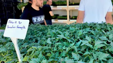 Çiftçiye 1 milyon fide desteği