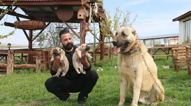 Ortadoğu Kangal peşinde! Çöllerde Kangal rüzgarı esecek