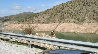 Ayıdan sosyal medya tepkisi