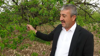 Üreticiler umutlandı, kayısı ağaçları yeşerdi