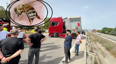 Bir arı trafiğe bedel!