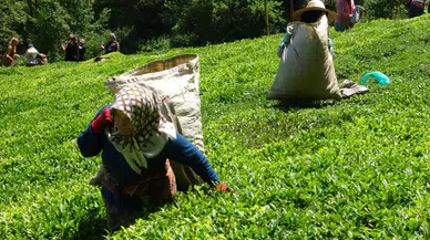 Yağmur çamur dinlemeden çay mesaisi başladı