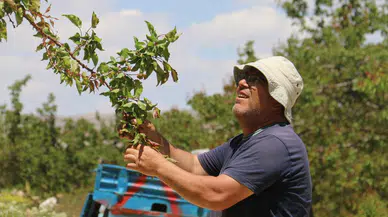 Korkunç! Bir ağaç bile kayısı vermedi