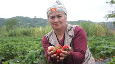 Çiftçinin ikamesi çilek oldu