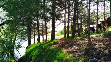 Sivas’ta baharın gelişiyle doğada görünmeyen tehlike