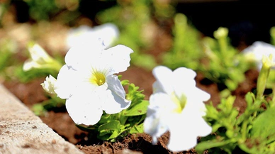 Sivas'ta her köşe başında bir renk cümbüşü