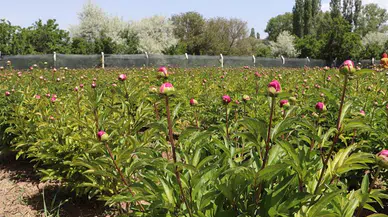 Sivas’ın bozkırlarına renk geldi: Şakayık hasadı başladı