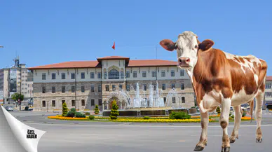 Sivas'ta Kurbanlık Hareketliliği Fiyatlar Netleşti Tercihler Değişiyor