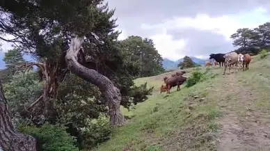 Kurbanlıkların bulunduğu ağıla yıldırım tehlikesi