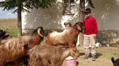 11 yaşında çobandan 500 tam puan