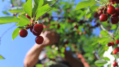 Milyonlarca Liralık Kayıp Masada! Meclis'ten Çiftçiyi Kurtaracak O Hamle Geliyor
