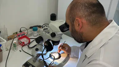 Erkeksiz çoğalıyor hızla yayılıyor! Türkiye’de ilk kez