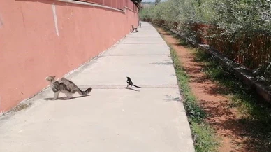 Kediyi canından bezdirdi, bitmeyen dalga!