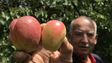 Kayısı Altın Oldu! Fiyatını Duyan İnanamıyor!
