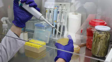 Turşudaki Sır Çözülüyor: Tarımda Yeni Bir Umut