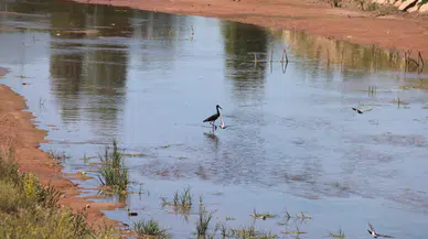 Bu Leyleği Hiç Gördünüz mü? Nesli Tükenme Tehlikesi altında! Sivas'ta Görüldü!