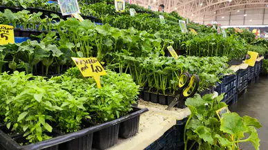 Fide satışı yavaşladı şimdi sıra bahçe ürünlerinde