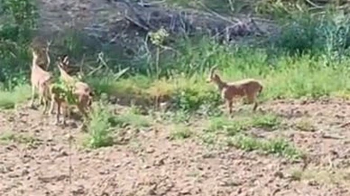 Sivas’ta Bir Köyde İnsan Doğa Dostluğu Bu Hayvanlar Bize Güzellik Katıyor