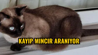 Kayıp Mıncır aranıyor