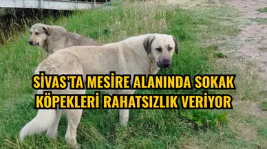 Sivas’ta mesire alanında sokak köpekleri rahatsızlık veriyor