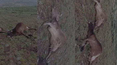 Saniyeler İçinde Oldu! Çoban Şoka Girdi!