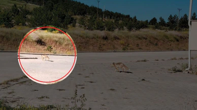 Öğrenciler Gitti Onlar Geldi! Tilki de Olsan Eğitim Şart!