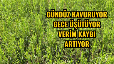 Gündüz kavuruyor gece üşütüyor verim kaybı artıyor