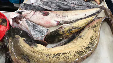 Sivas'ın Saklı Hazineleri! Sivas Göllerinde Sadece Sazan Yok!