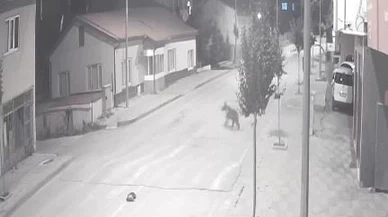 Zara’da Mahalleye İnen Ayılar Kameraya Takıldı