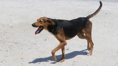 Köpeğine sahip çıkmayana ceza kesildi