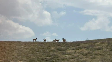 Sarp Yamaçların Gizli Konukları Bu Kez Sivas'ta Ortaya Çıktı